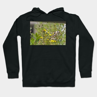 Chardonneret élégant Hoodie